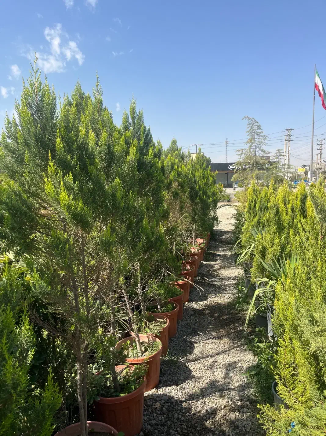 کاشت و عرضه کاج لاوسون ارتفاع ۱۸۰ ۶۰۰|خدمات باغبانی و درختکاری|تهران, شهرک دانشگاه|دیوار