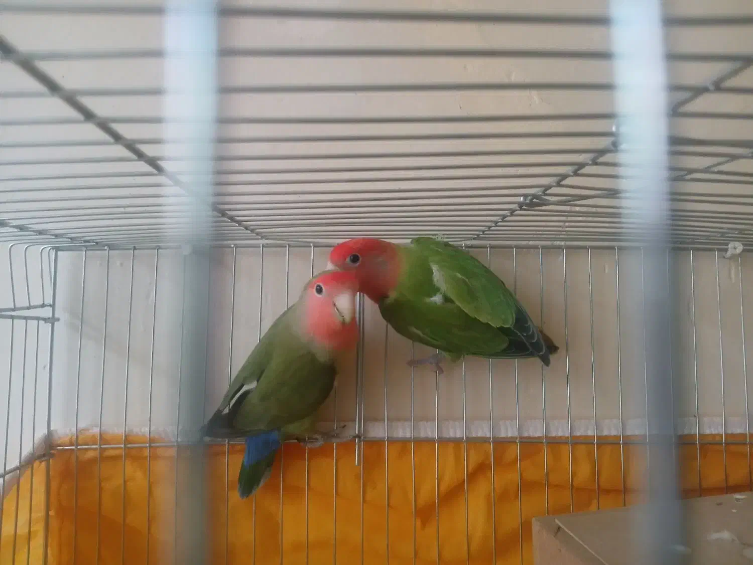 کوتوله اوبال صورت هلویی|پرنده|شاهین‌شهر, حافظ جنوبی|دیوار