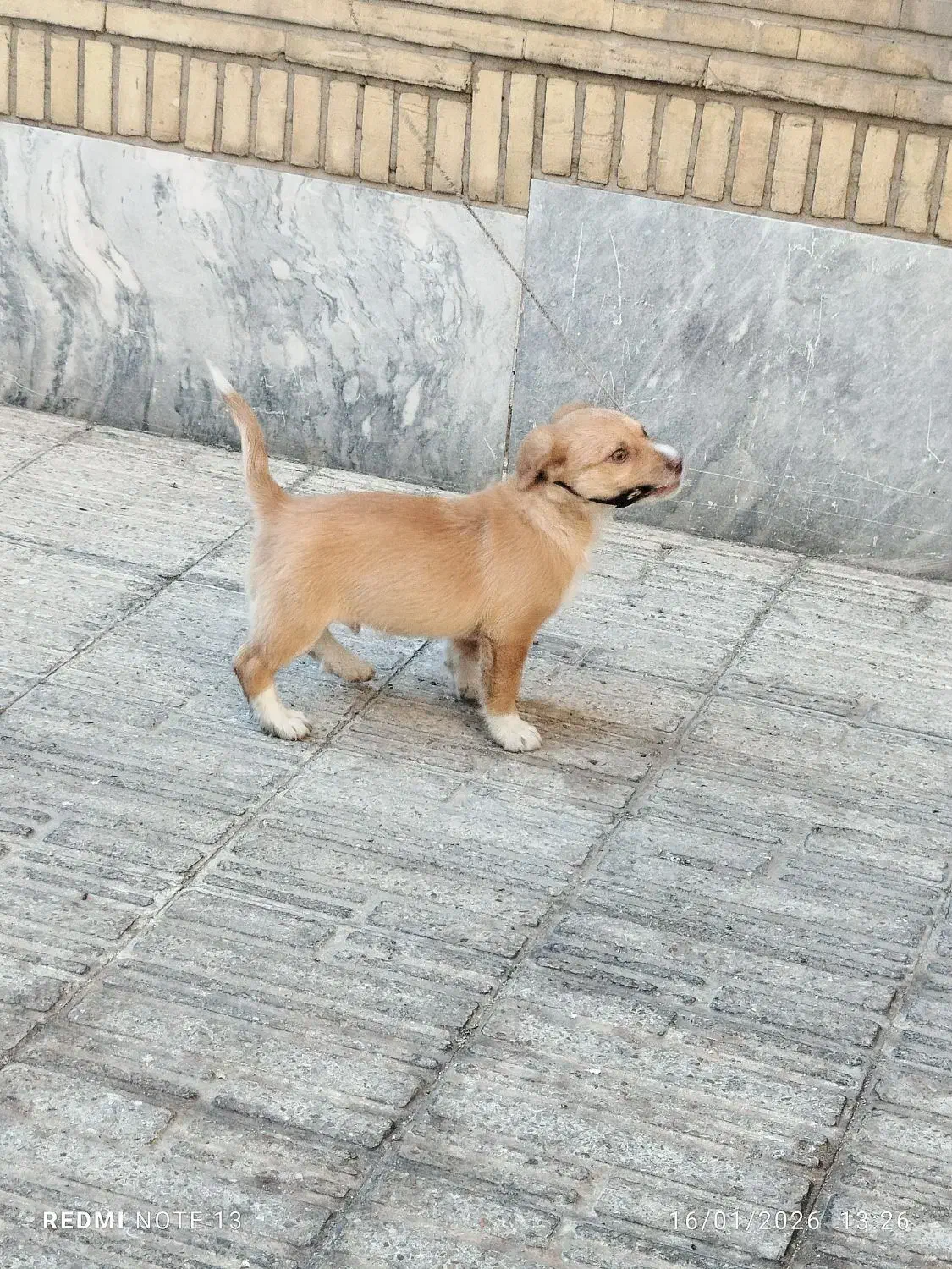 سگ پا کوتاه|سگ|تهران, میدان ولیعصر|دیوار