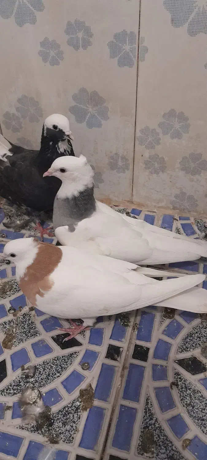 کبوتر رنگی|پرنده|کارون, |دیوار