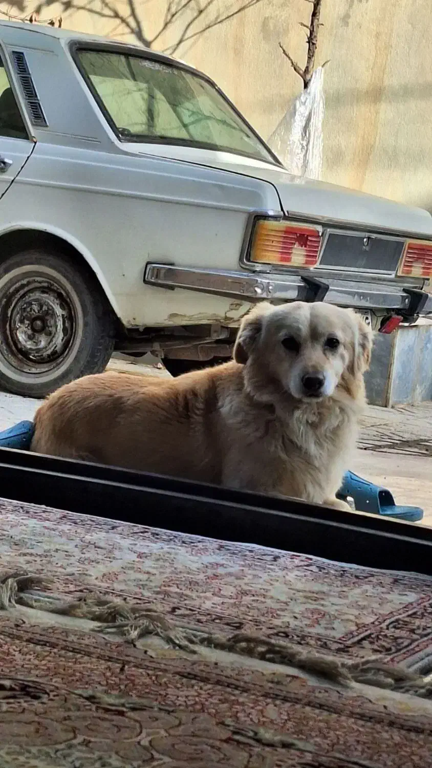 گم‌شده|حیوانات|شیروان (خراسان), |دیوار