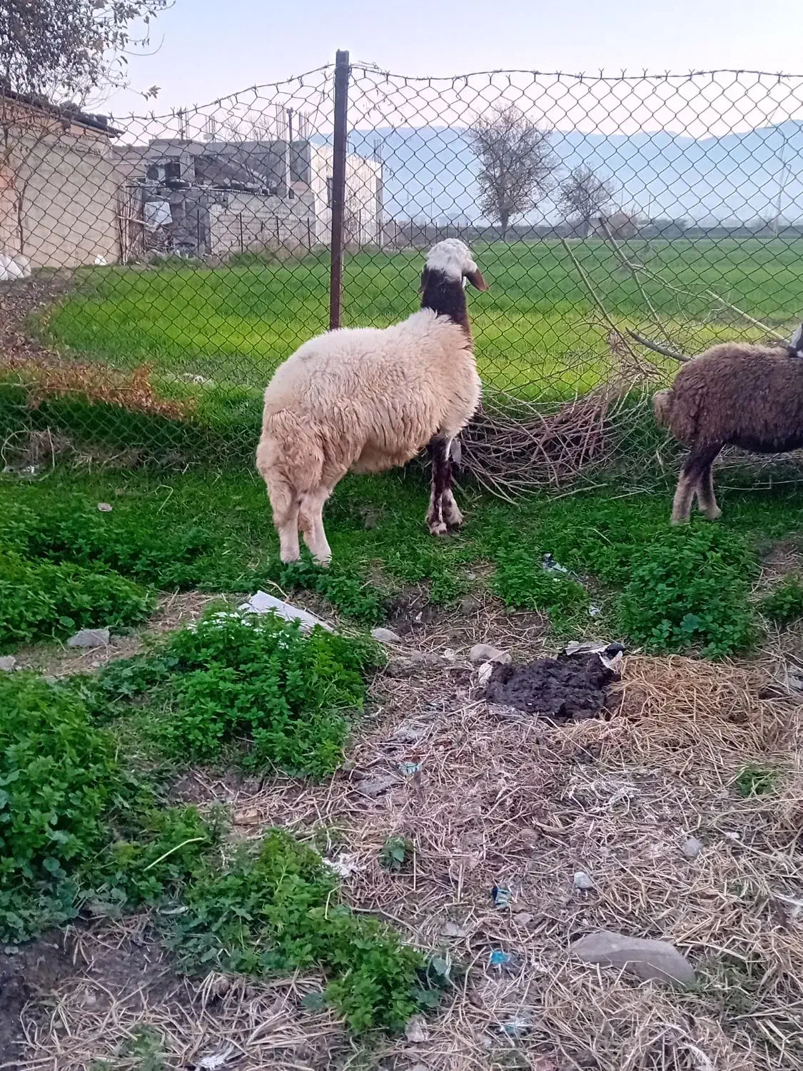 گوسفند|حیوانات مزرعه|گرگان, |دیوار