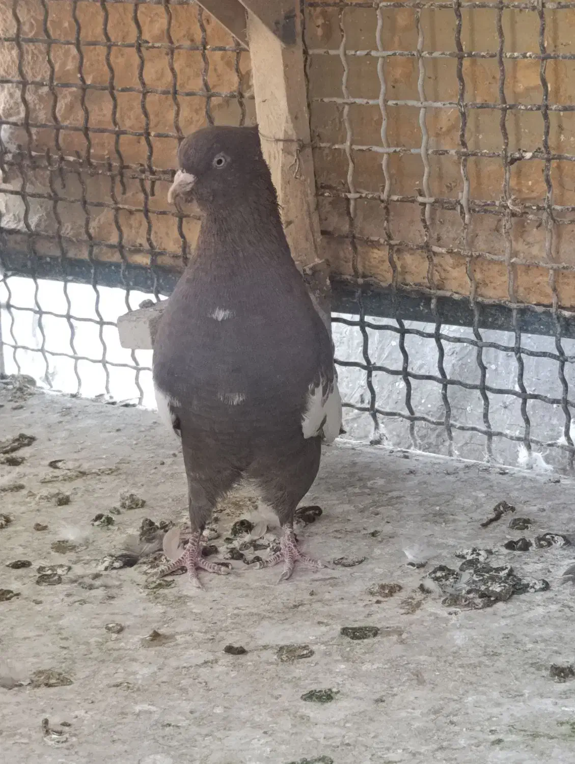 کفتر بهبونی نر|پرنده|شیراز, شهرک مدرس|دیوار