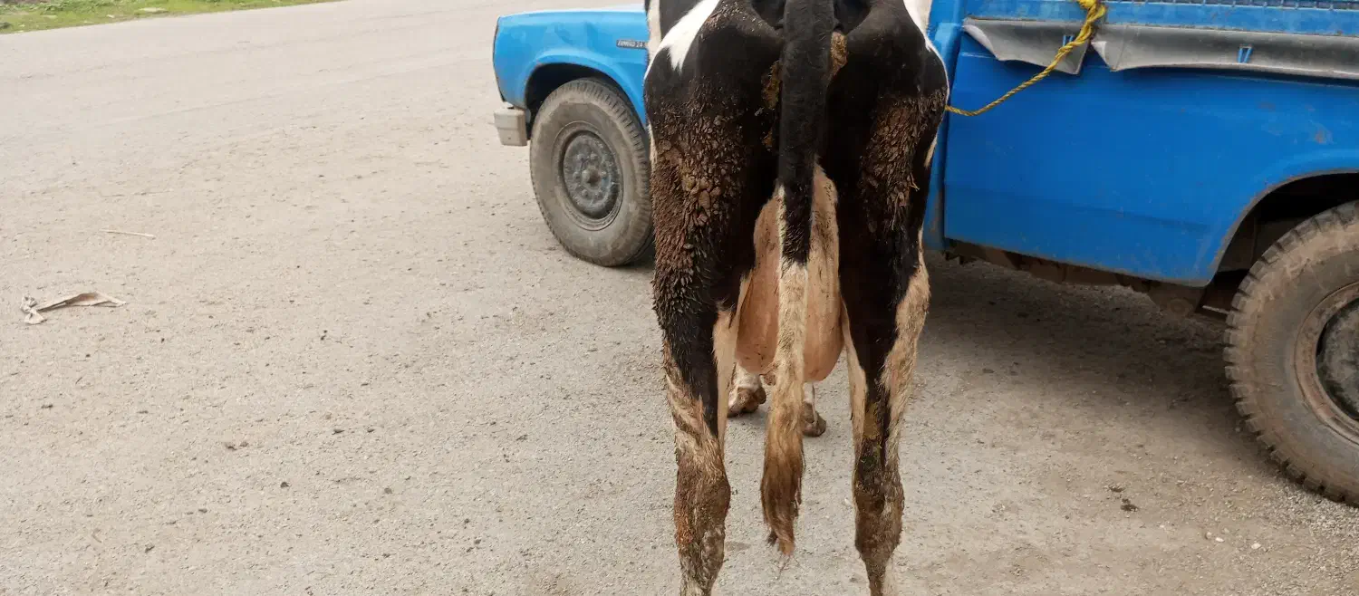 گاوشیری|لوازم جانبی حیوانات|مینودشت, |دیوار