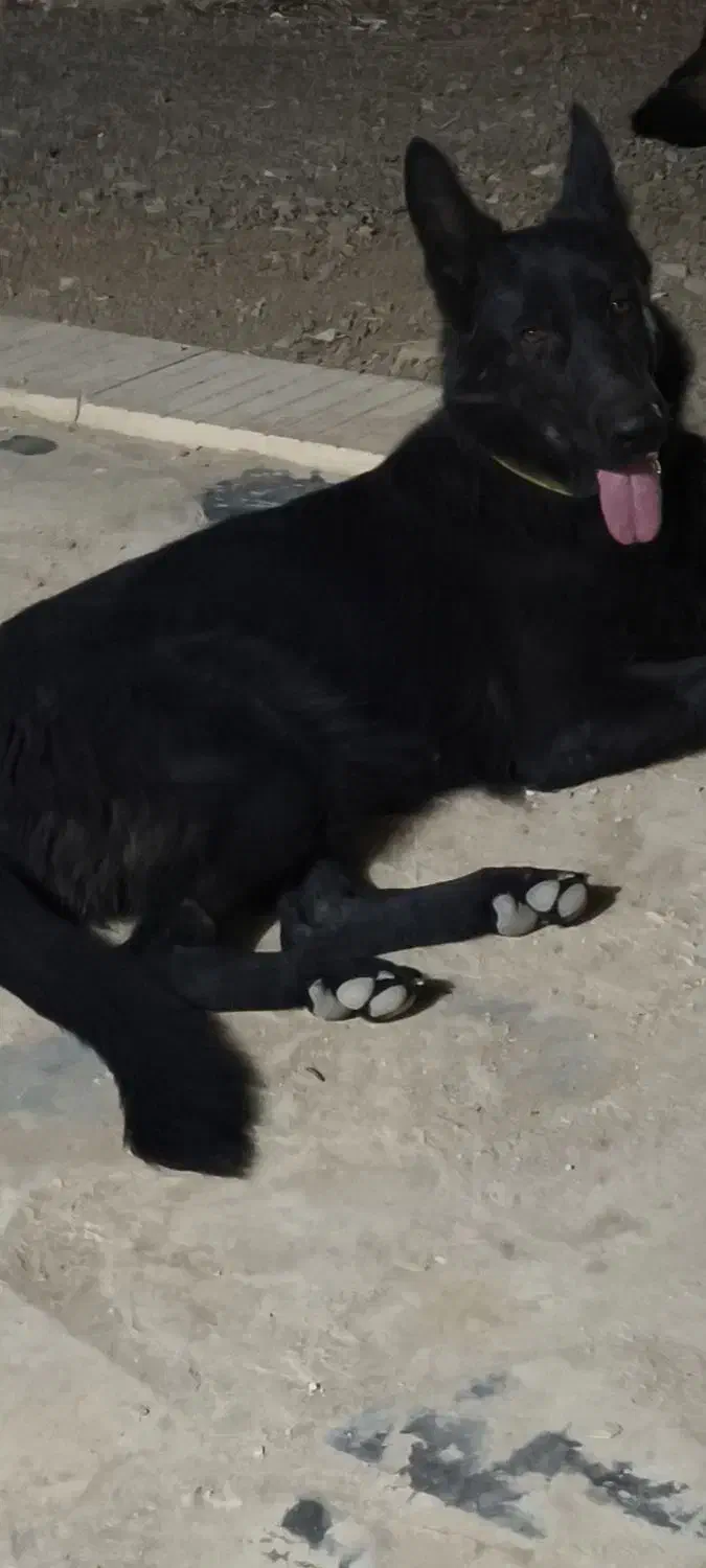 گمشده سگ ژرمن ماده بلک|سگ|اصفهان, گورت|دیوار