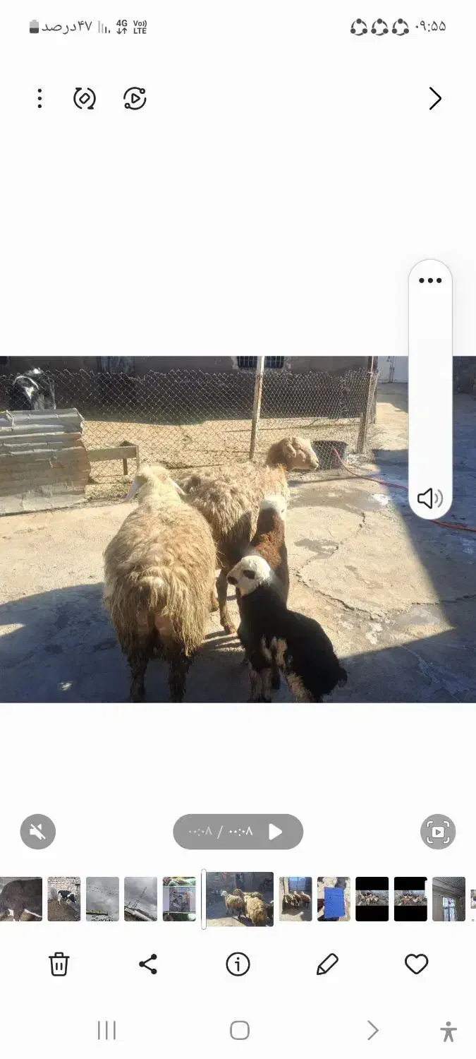 میش وبره|حیوانات مزرعه|کرمانشاه, |دیوار