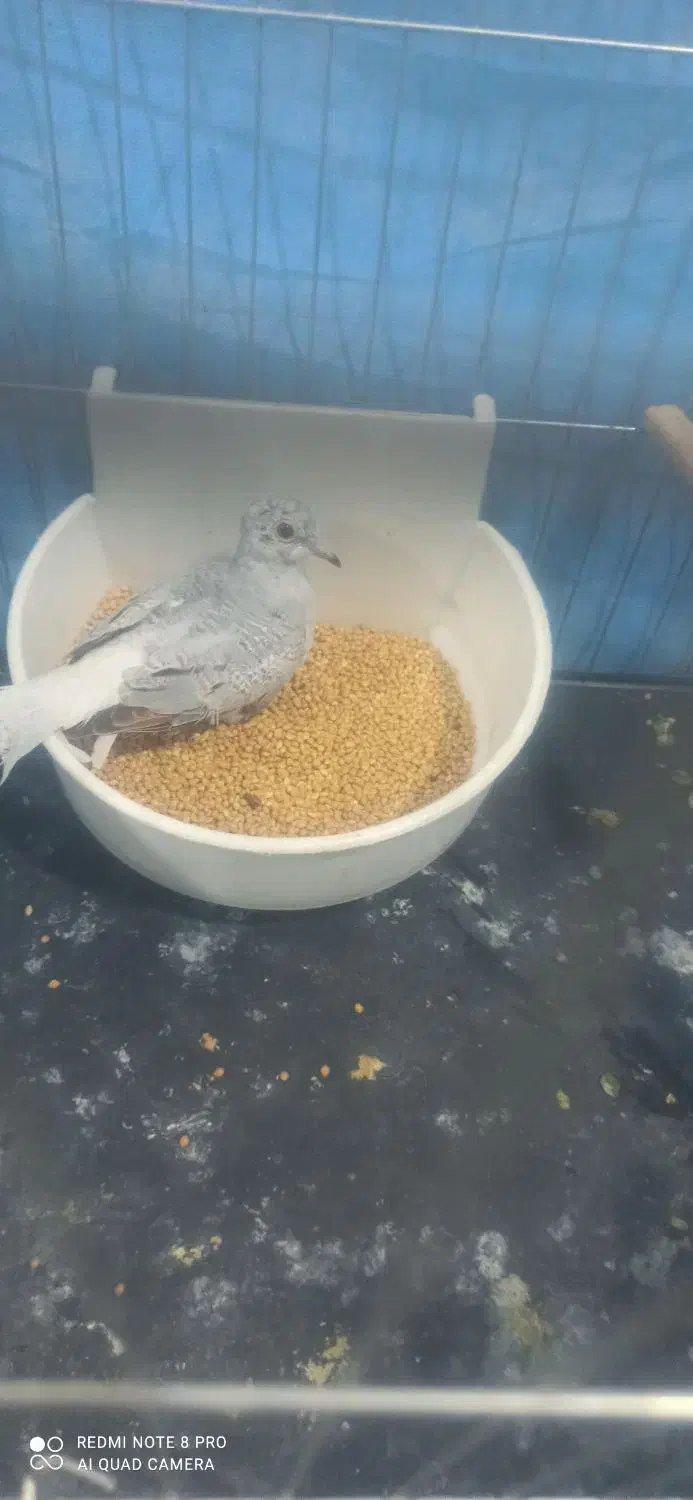 کبوتر قفسی|پرنده|بندر ماهشهر, |دیوار