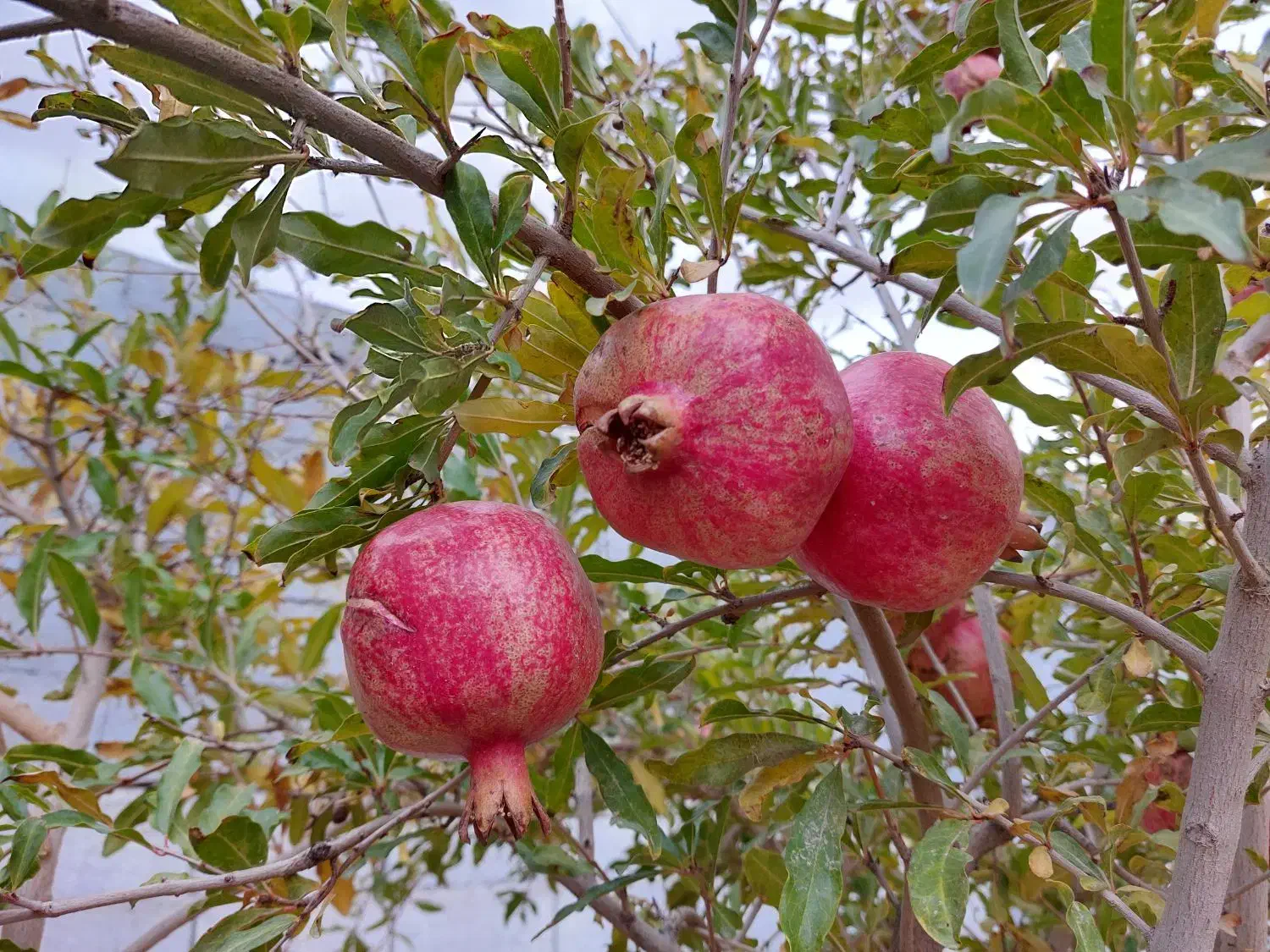باغ انار ۱۰ ساله مجوز دار در دولت اباد برخوار|فروش زمین و ملک کلنگی|شاهین‌شهر, گرگاب|دیوار