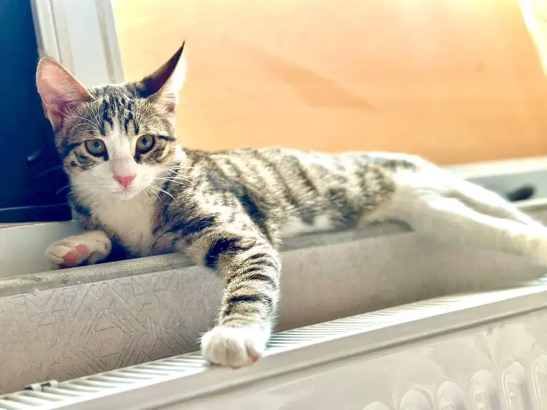 گربه گمشده|حیوانات|مرند, |دیوار