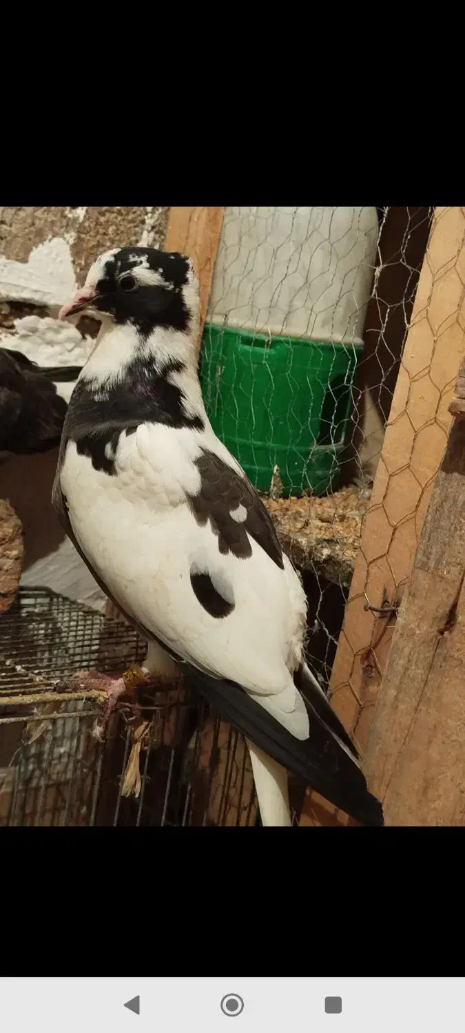 کبوتر شاپر|پرنده|چرداول, |دیوار