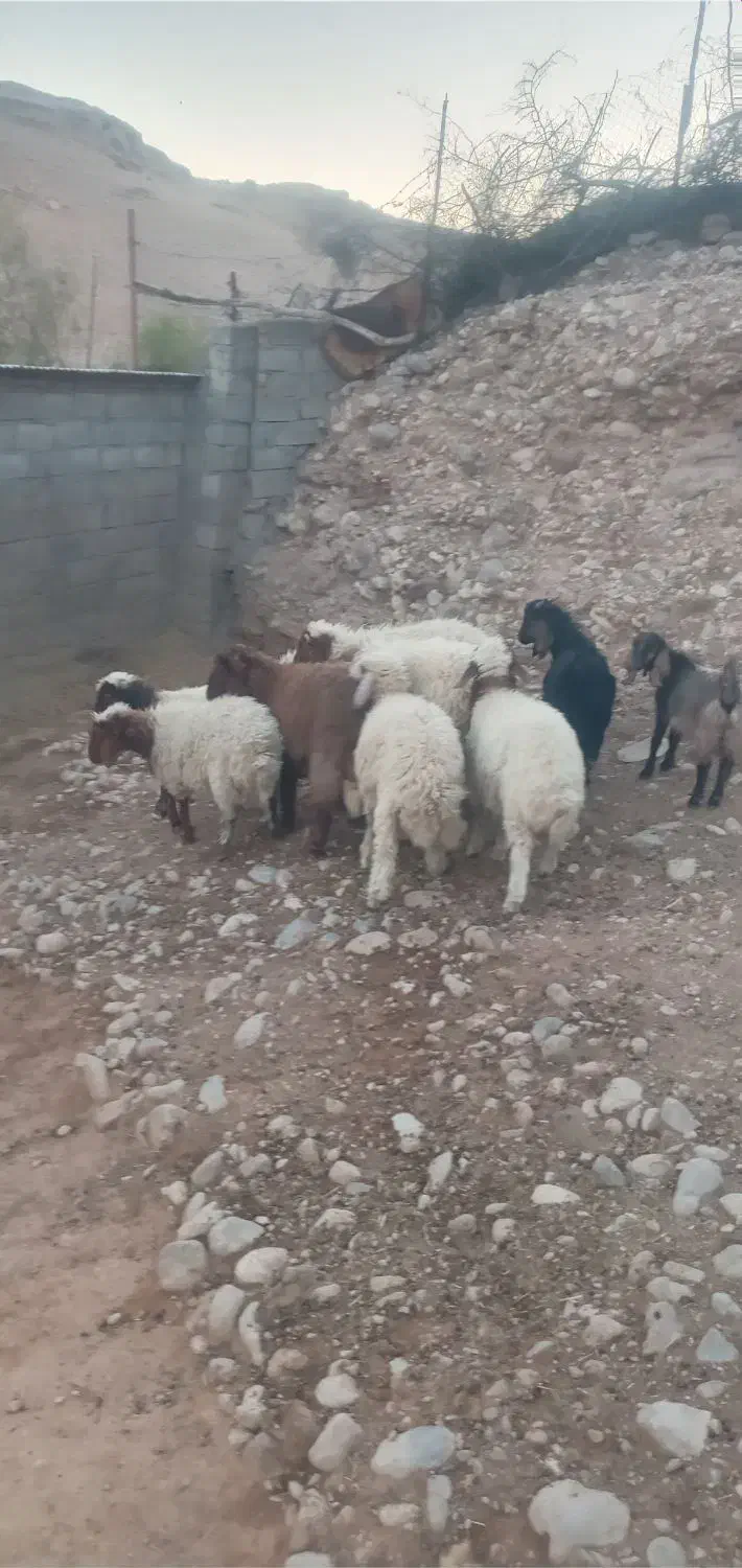 فروش‌بره‌سفید‌وپروار‌‌دوبری|حیوانات مزرعه|آبدانان, |دیوار