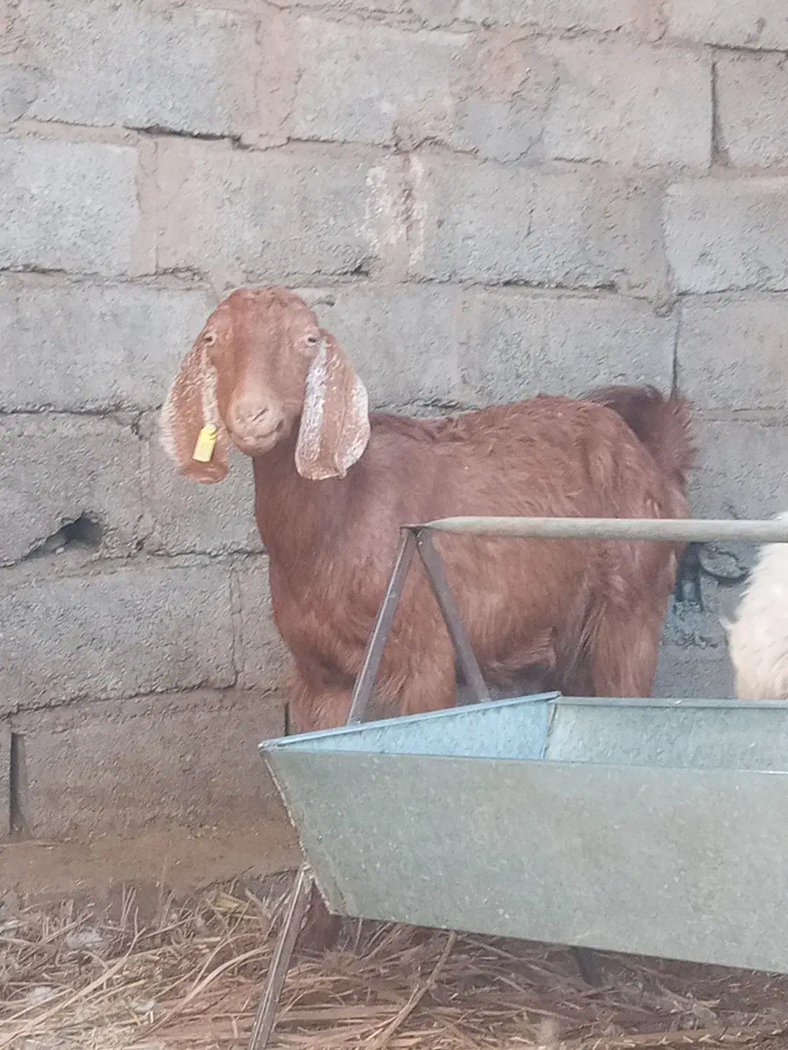 بز برای داشت|حیوانات مزرعه|بم, |دیوار