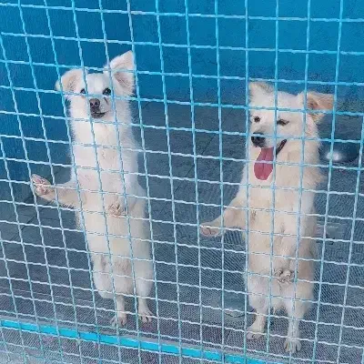 واگذاری سگ رایگان و غیر رایگان|سگ|یزد, |دیوار