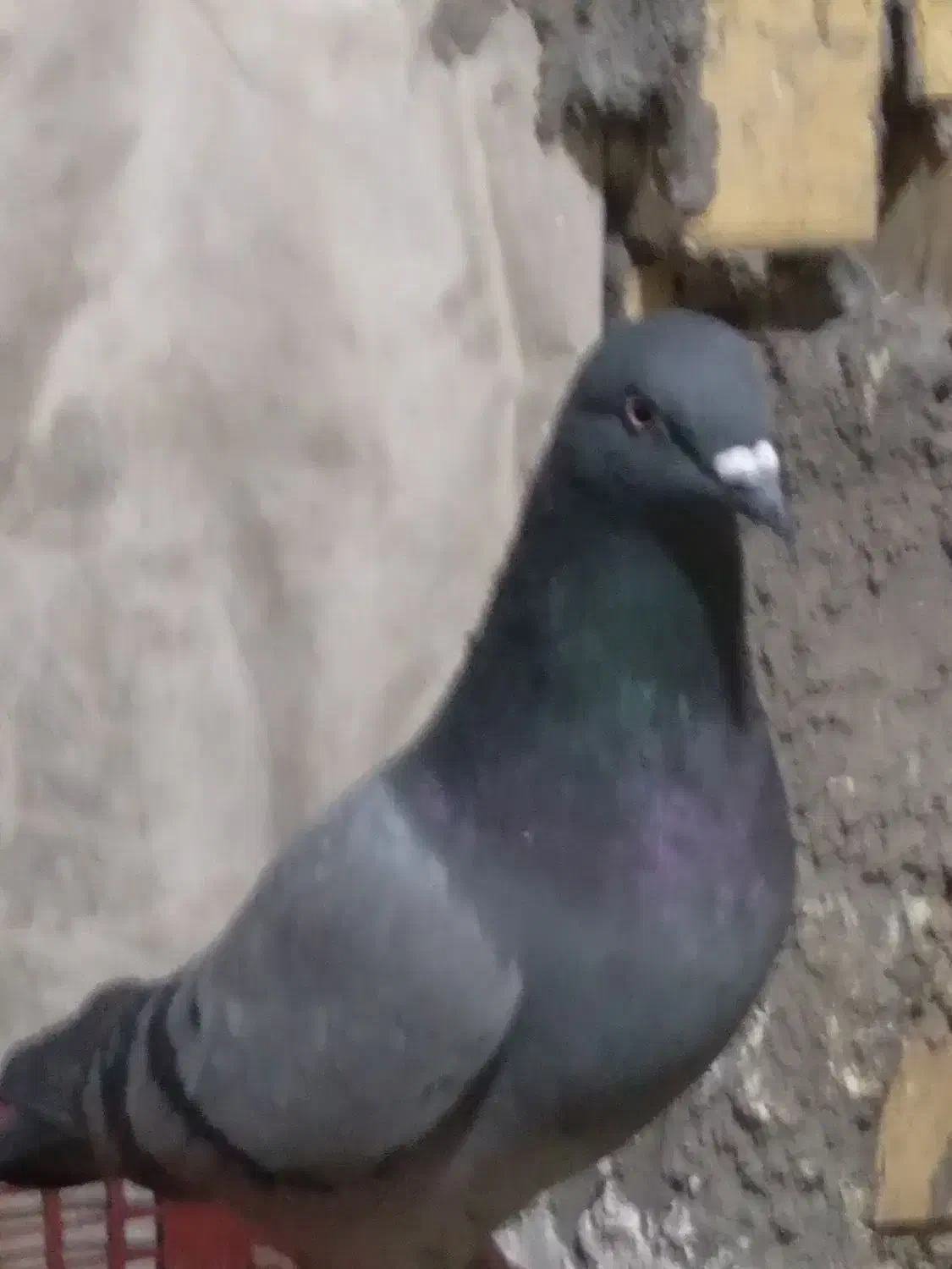 سبز پاکستان|پرنده|امیدیه, |دیوار