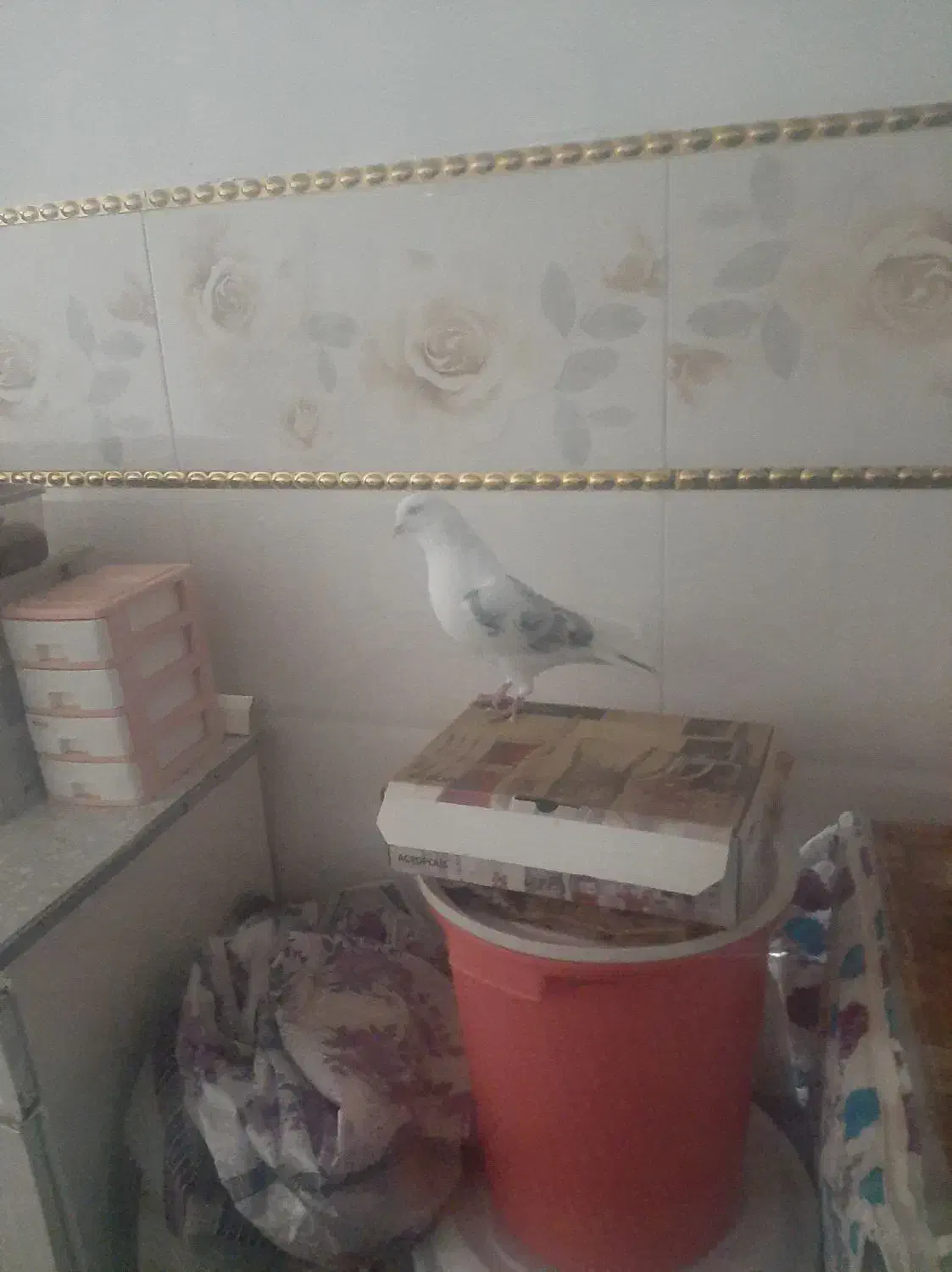 کفتر|پرنده|مشگین شهر, |دیوار