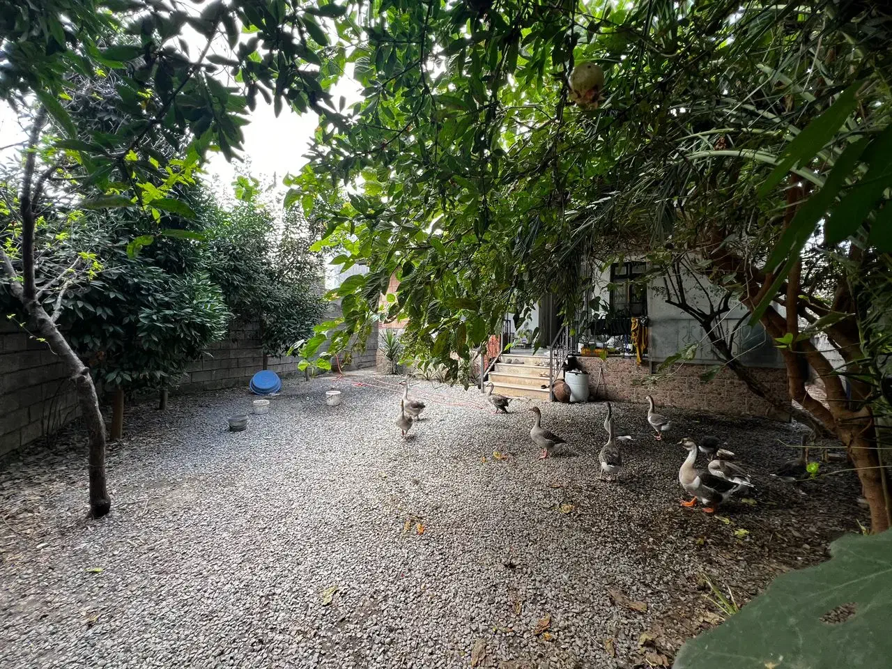 ویلا ۲۵۰متری بافت جاده سرخرود|فروش خانه و ویلا|دابودشت, |دیوار