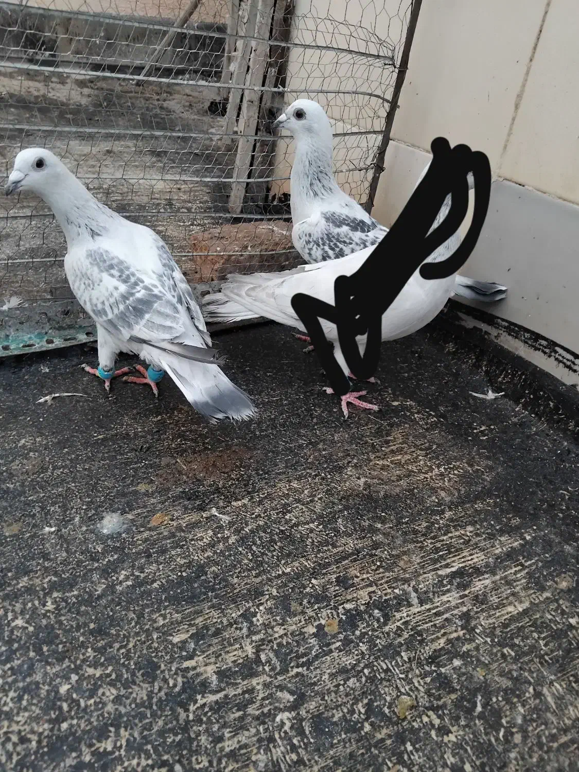 پولکی شامی ۲تا نر|پرنده|تربتحیدریه, ابوذر|دیوار