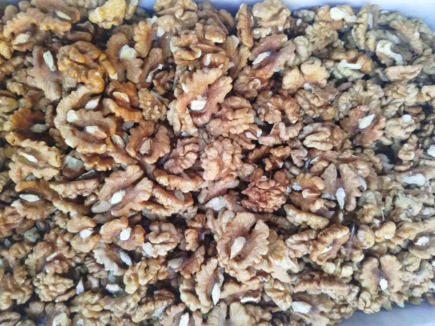 مغز گردو|عمده‌فروشی|اهواز, کوی مهدیس|دیوار