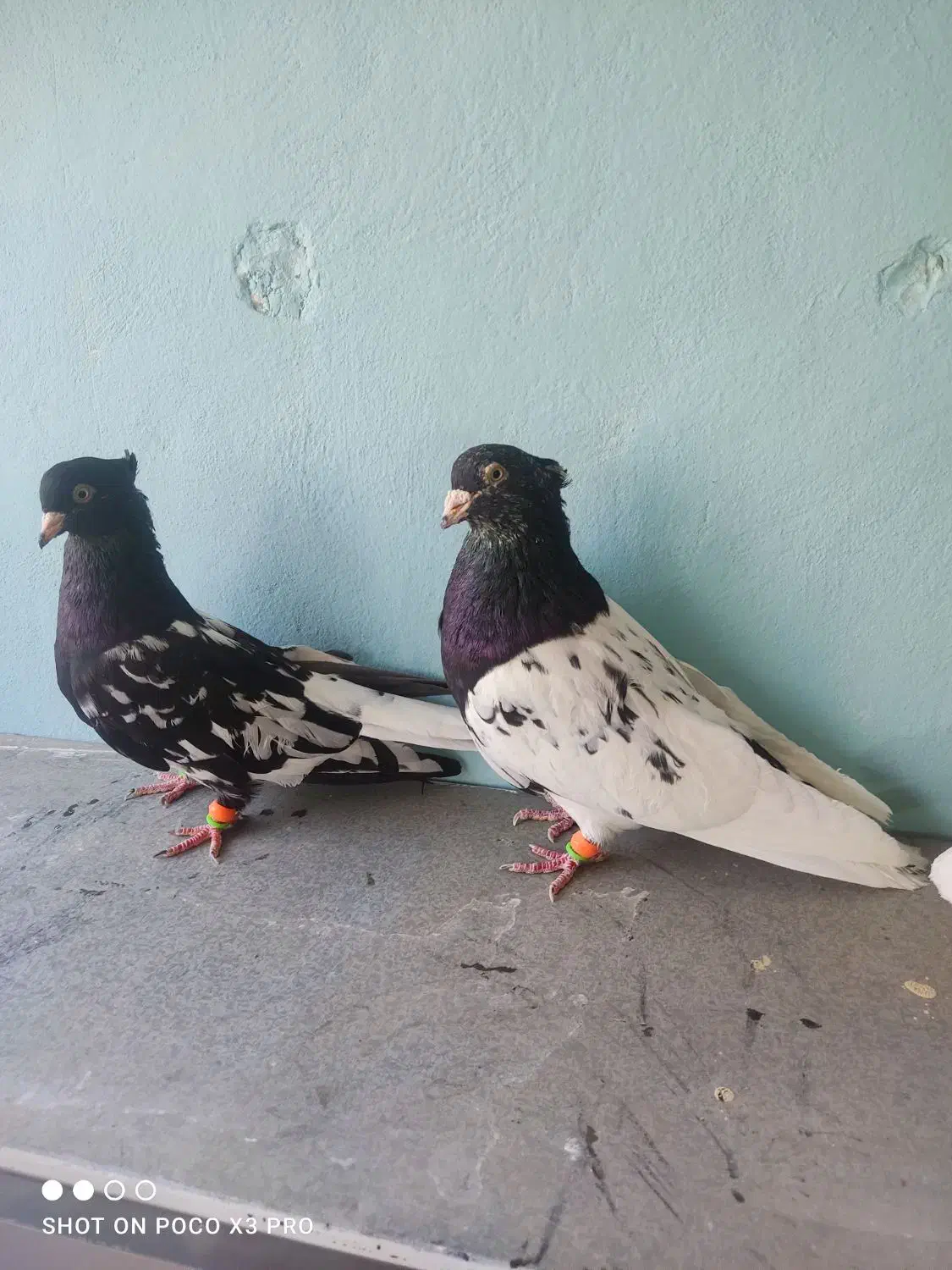 کبوتر رنگه|پرنده|تربت‌حیدریه, شهرک ولیعصر|دیوار