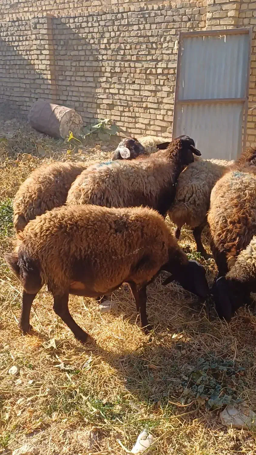 میش جوان آبستن افشاری|حیوانات مزرعه|قیدار, |دیوار