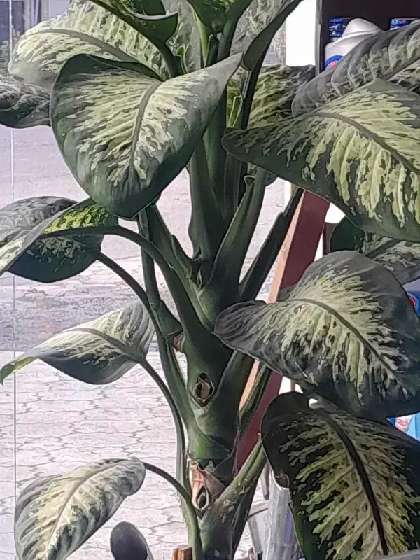 گل دیفن|گل و گیاه طبیعی|لیسار, |دیوار