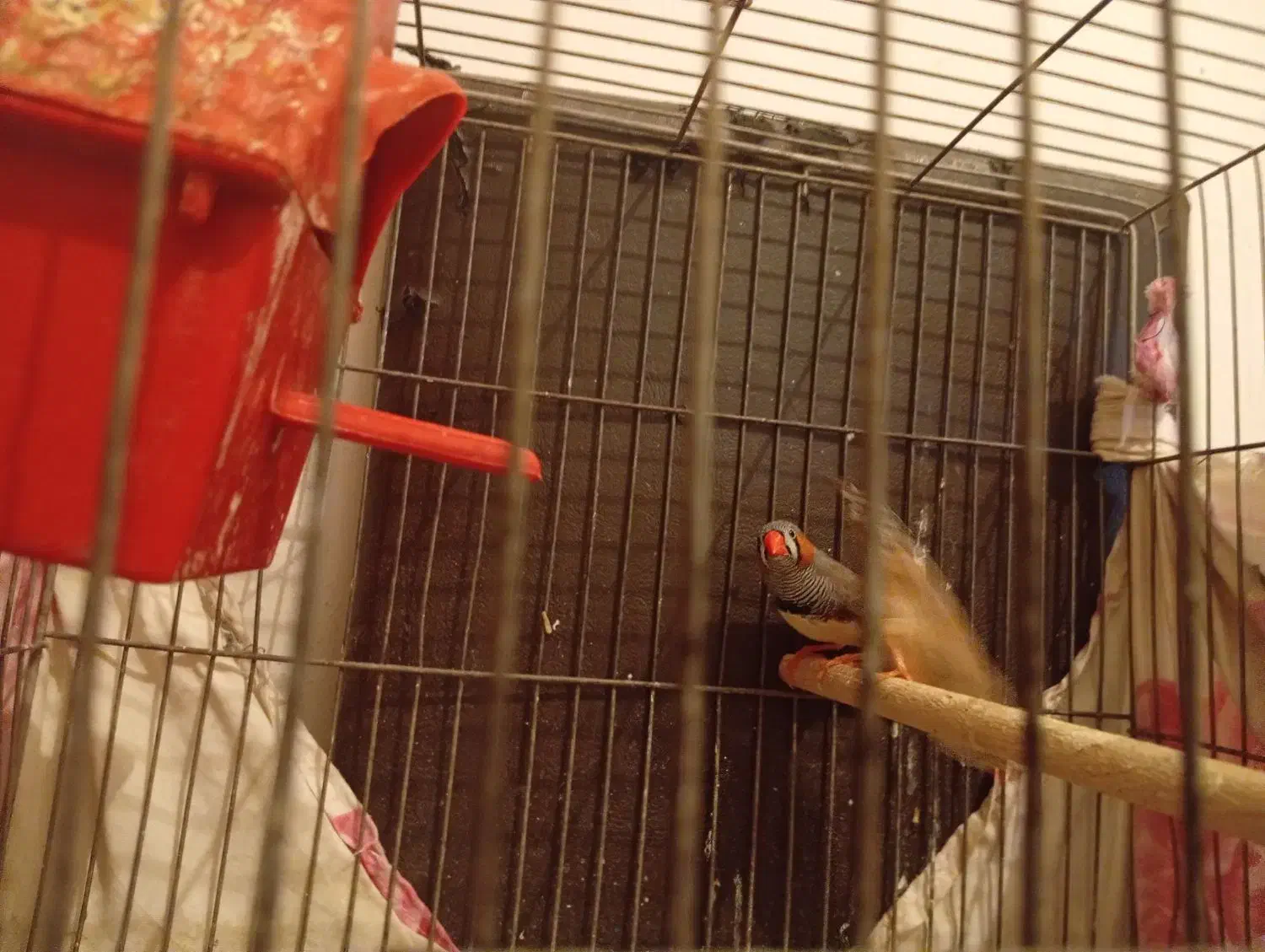 فنج|پرنده|فولادشهر, B6|دیوار