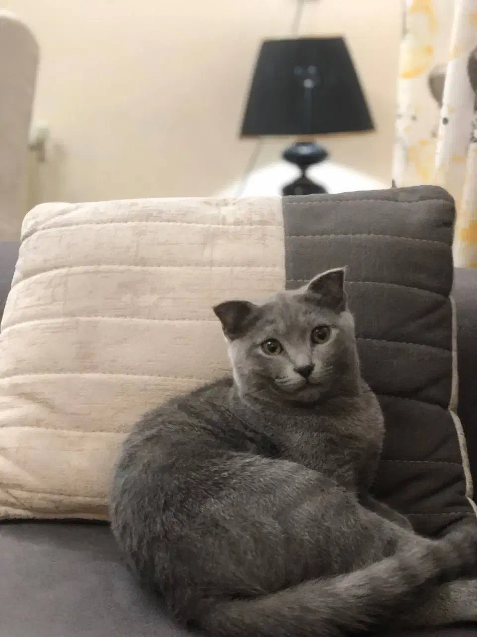 گربه اسکاتیش|گربه|گلبهار, شهر جدید گلبهار|دیوار