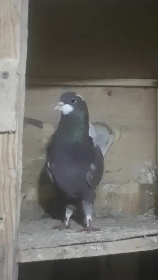 کبوتر پرشی غریب|پرنده|کوهدشت, |دیوار