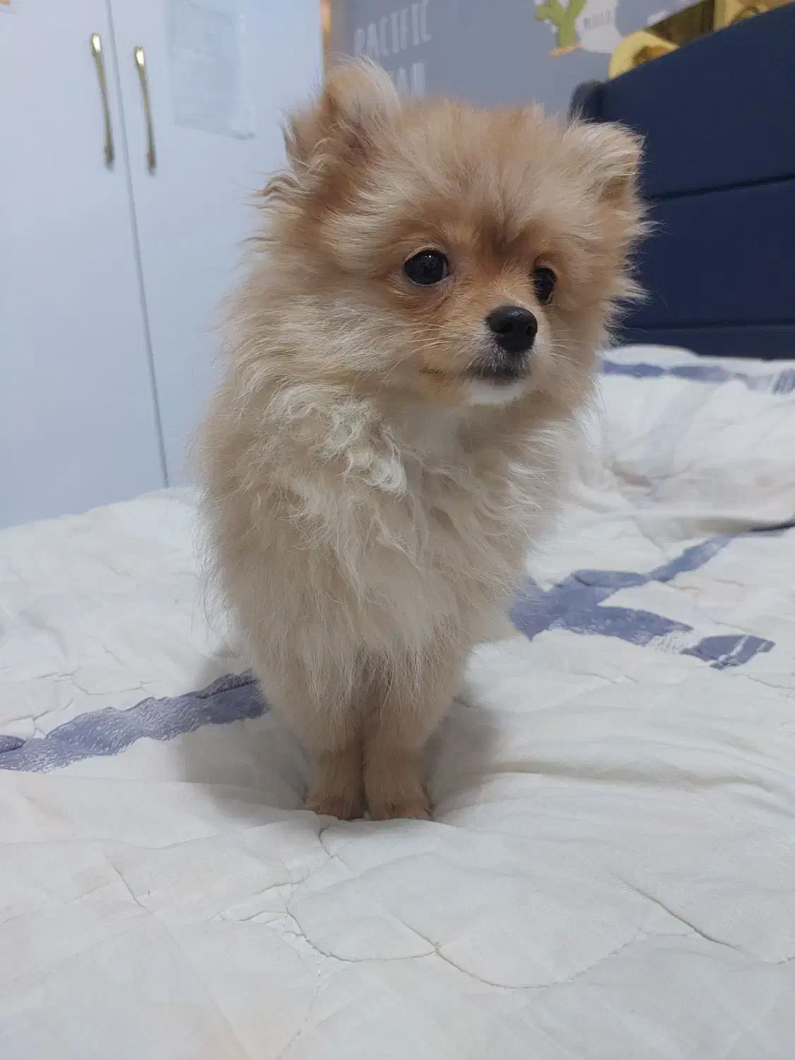 سگ پامرین روباهی|سگ|شاهینشهر, فردوسی|دیوار