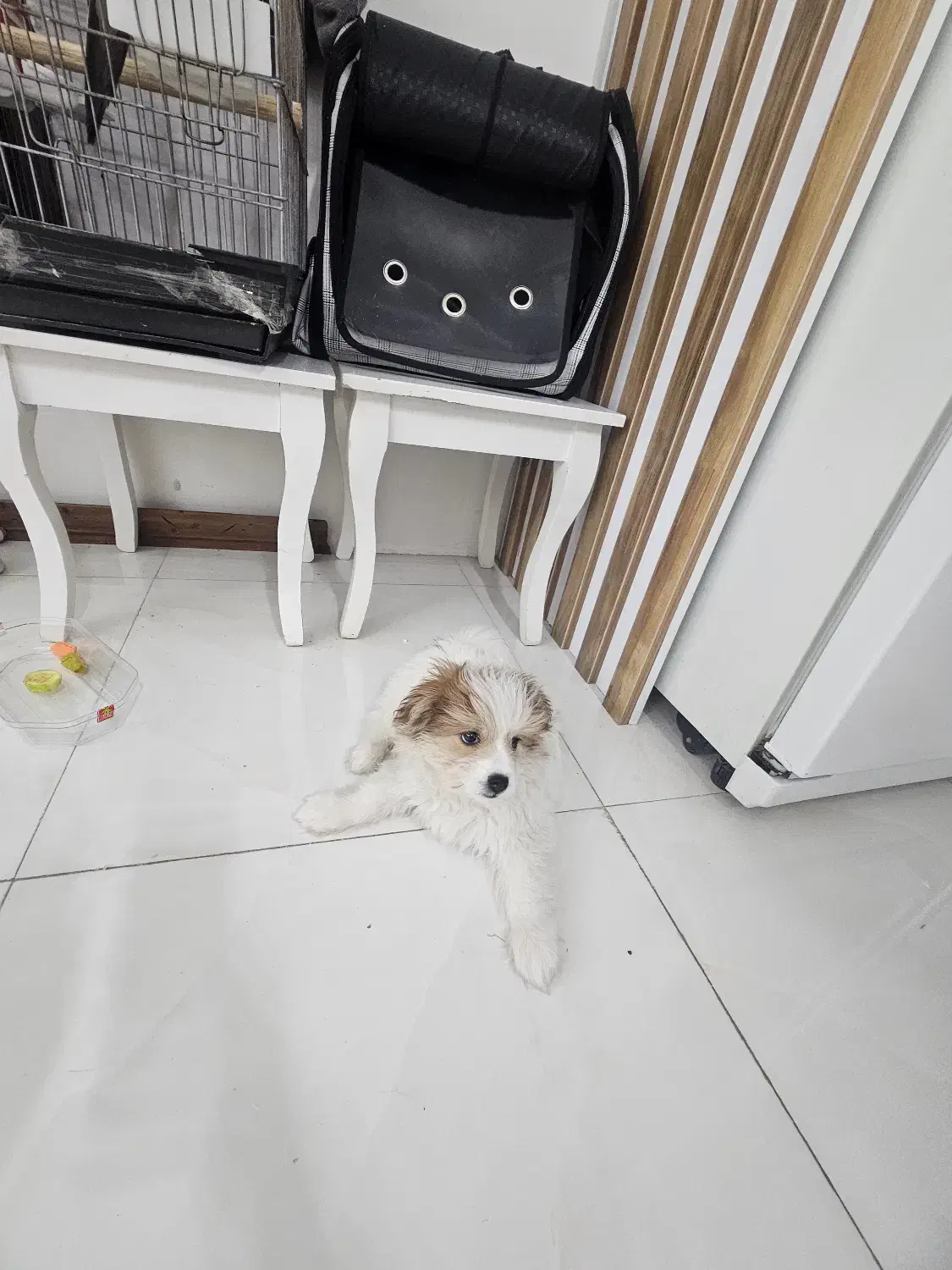 توله سگ|سگ|باقرشهر, |دیوار