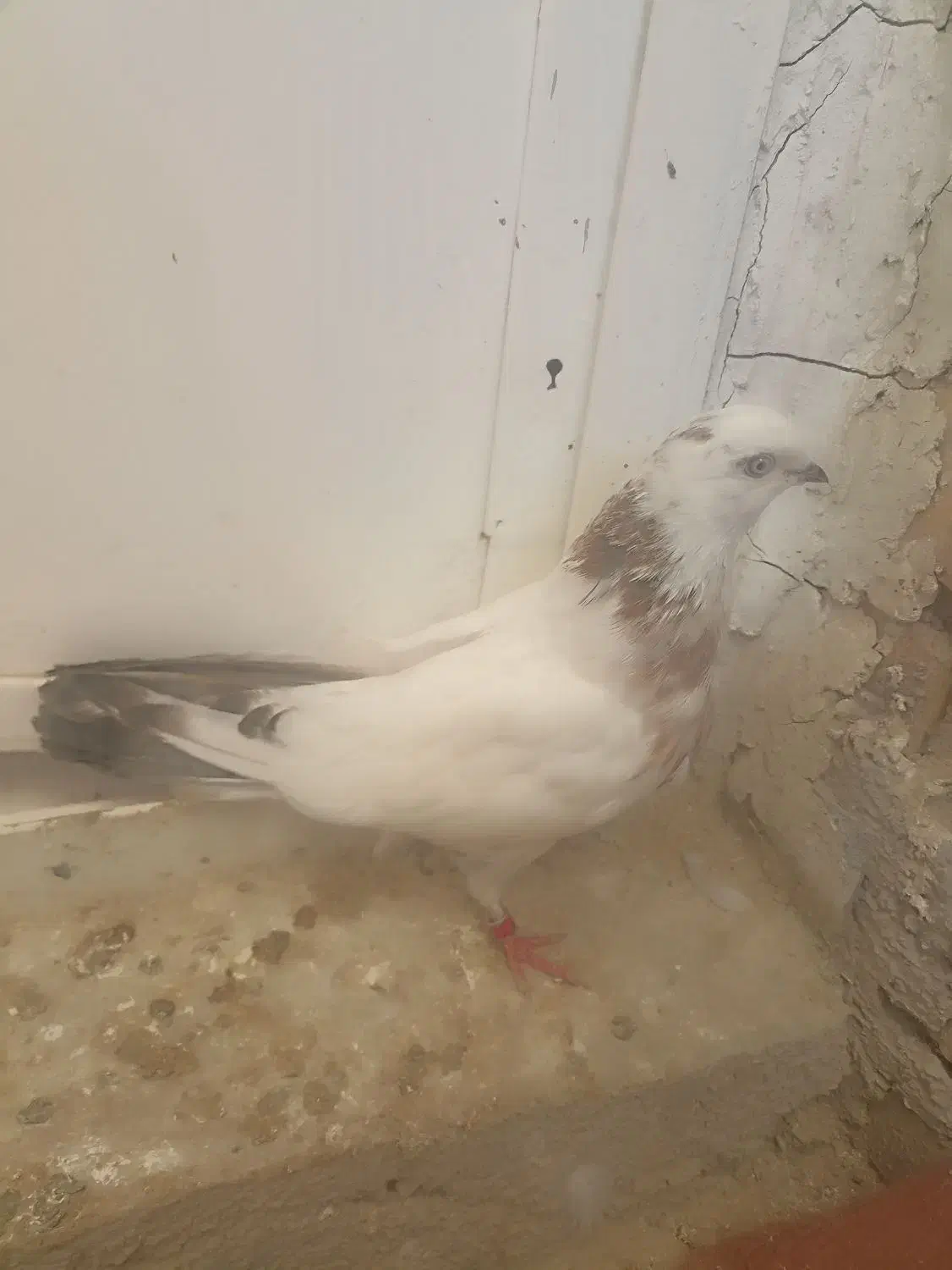 کبوتر گرفتنی|پرنده|ارومیه, |دیوار