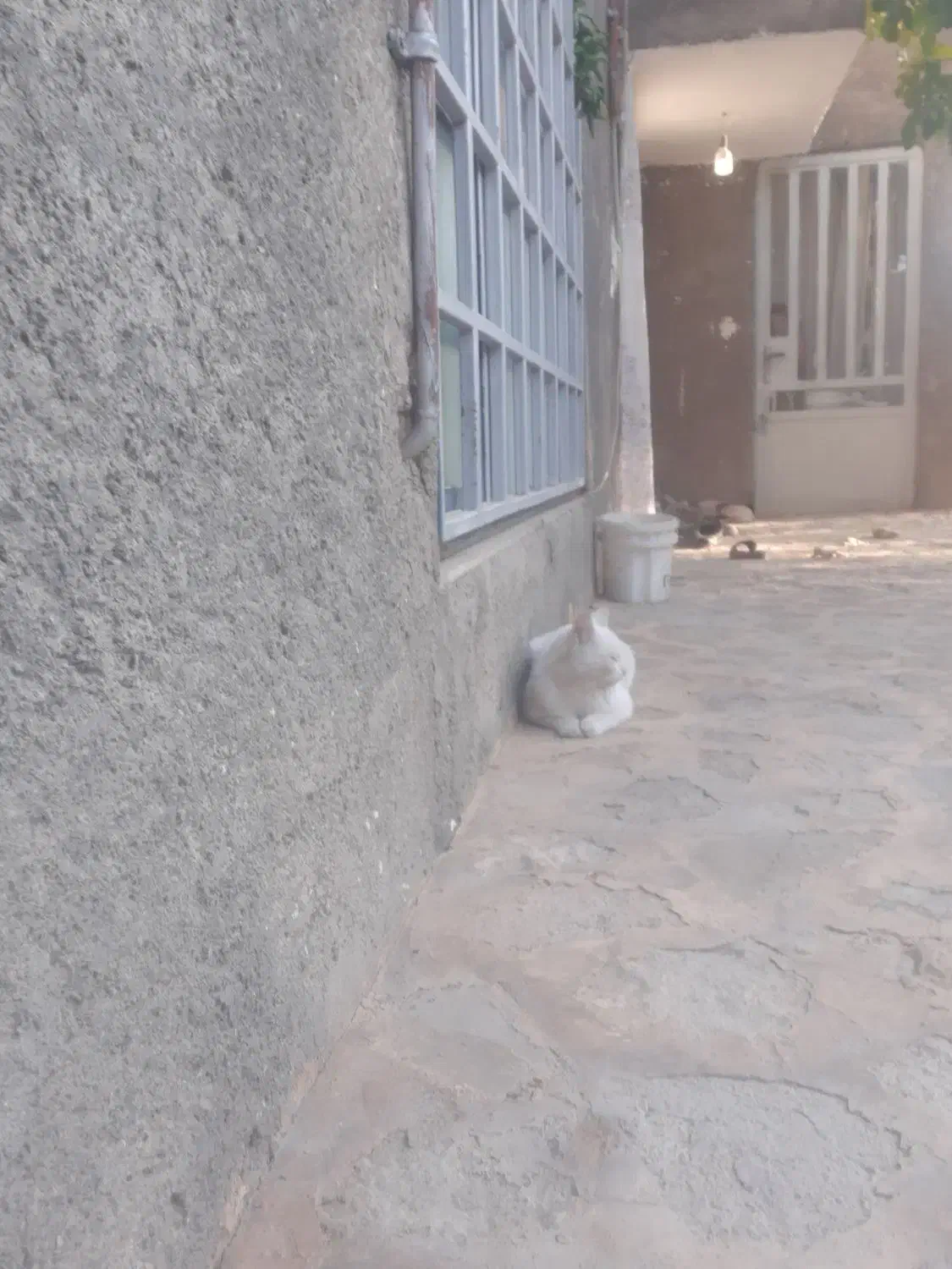 واگذاری گربه خانگی ملوس جوون|گربه|گلمکان, |دیوار