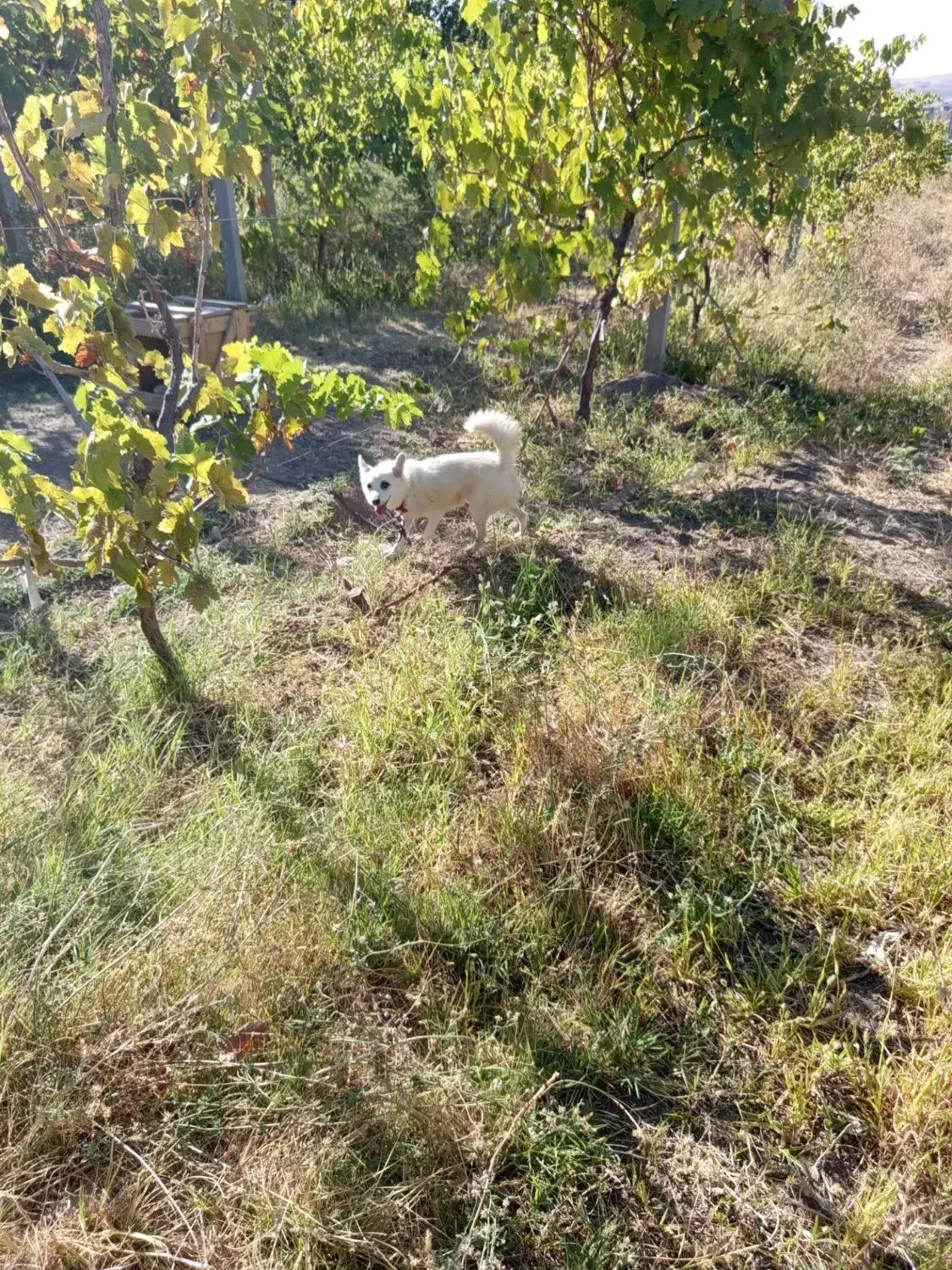 سگ پاکوتاه|سگ|شاهین دژ, |دیوار