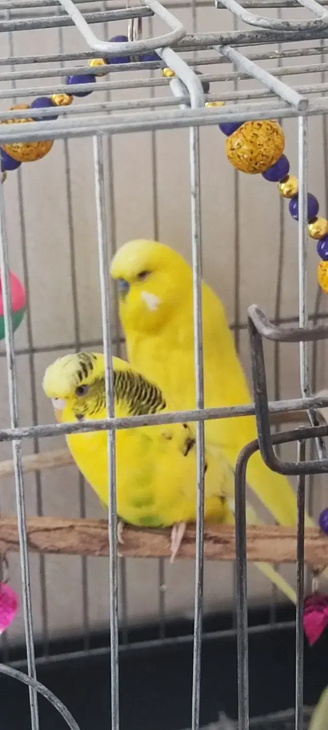 مرغ عشق انگلیسی یک جفت و یک ماده|پرنده|هشتگرد, فاز ۳ مهستان|دیوار