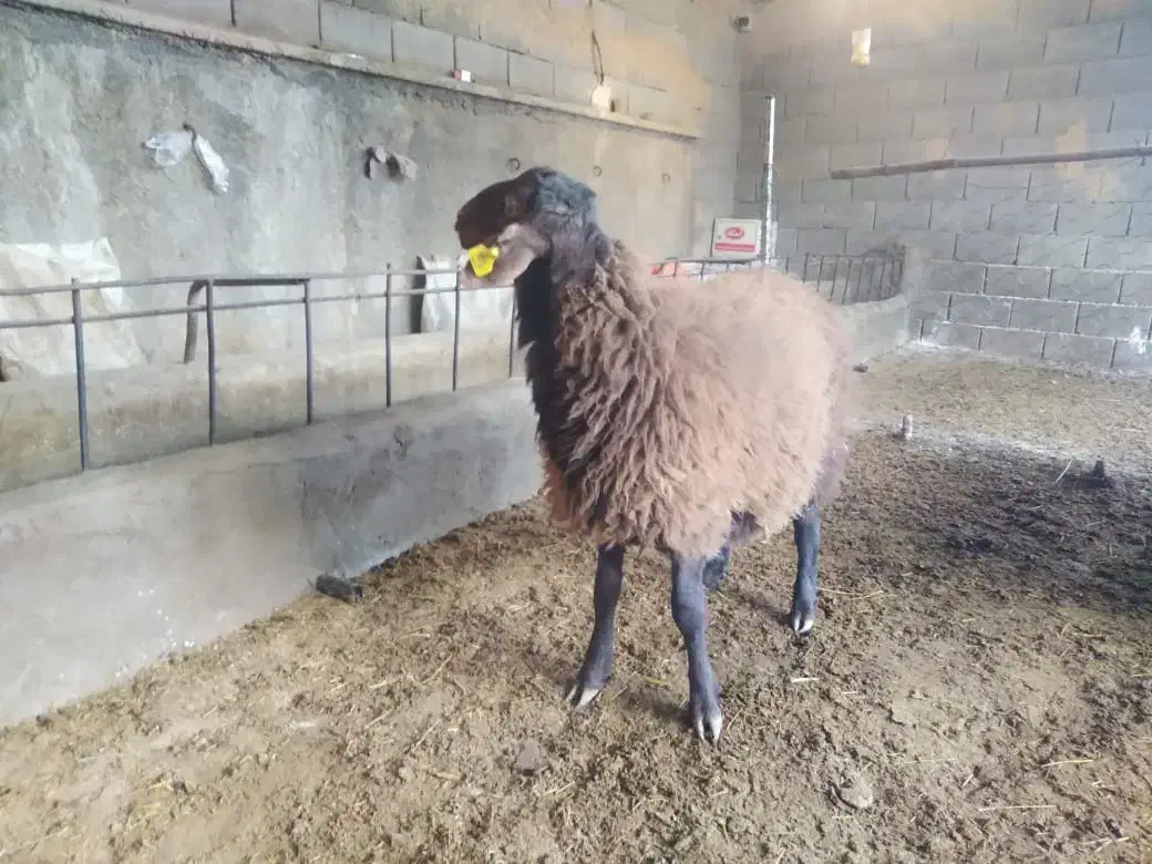 بره|حیوانات مزرعه|شهرضا, |دیوار