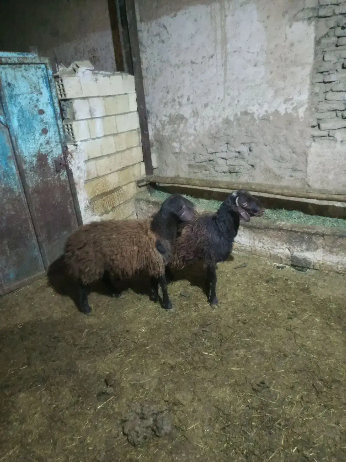 بره نر افشاری|حیوانات مزرعه|لالجین, |دیوار