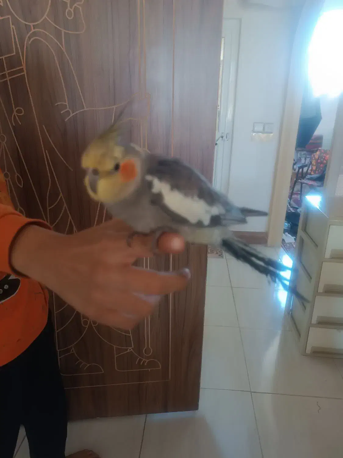 عروس هلندی کاملادستی|پرنده|امیرآباد, |دیوار