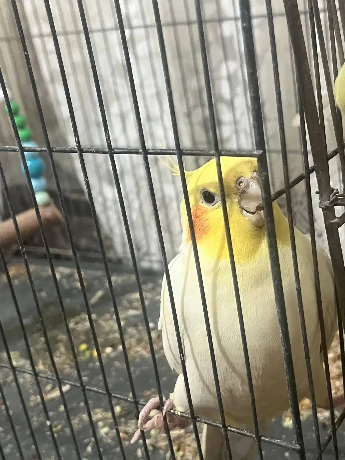 عروس هلندی مرغ عشق|پرنده|رباطکریم, الارد|دیوار