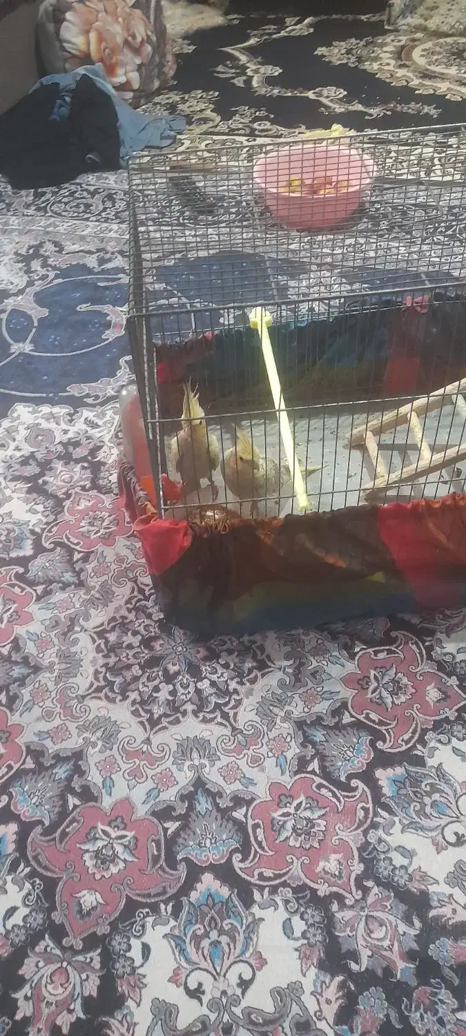 دو عدد طوطی عروس هلندی|پرنده|رشت, سلیمانداراب|دیوار