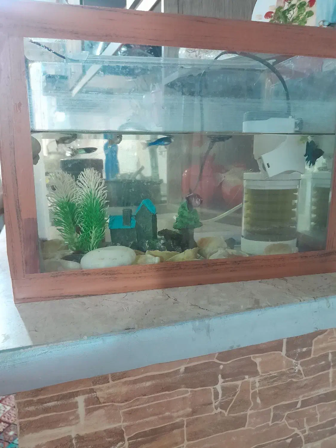 آکواریوم ب همراه ماهی و پمپ هوا و نور و حلزون|ماهی|محمدشهر, جعفرآباد|دیوار