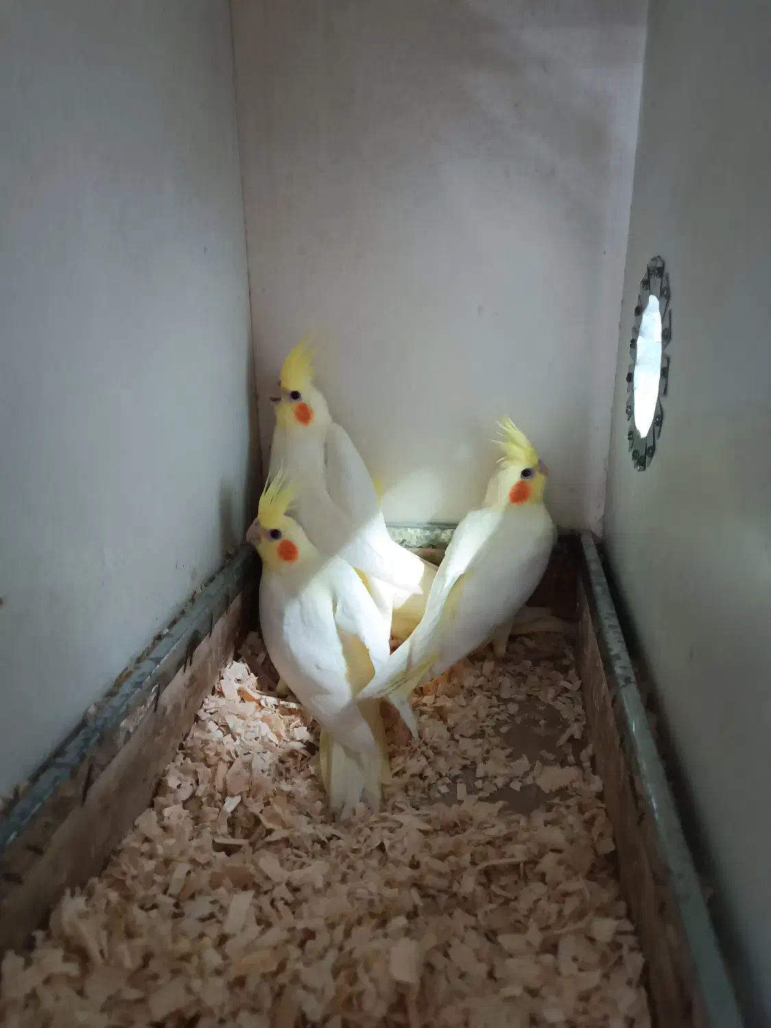 عروس هلندی دوماهه ۳ماهه|پرنده|فومن, |دیوار