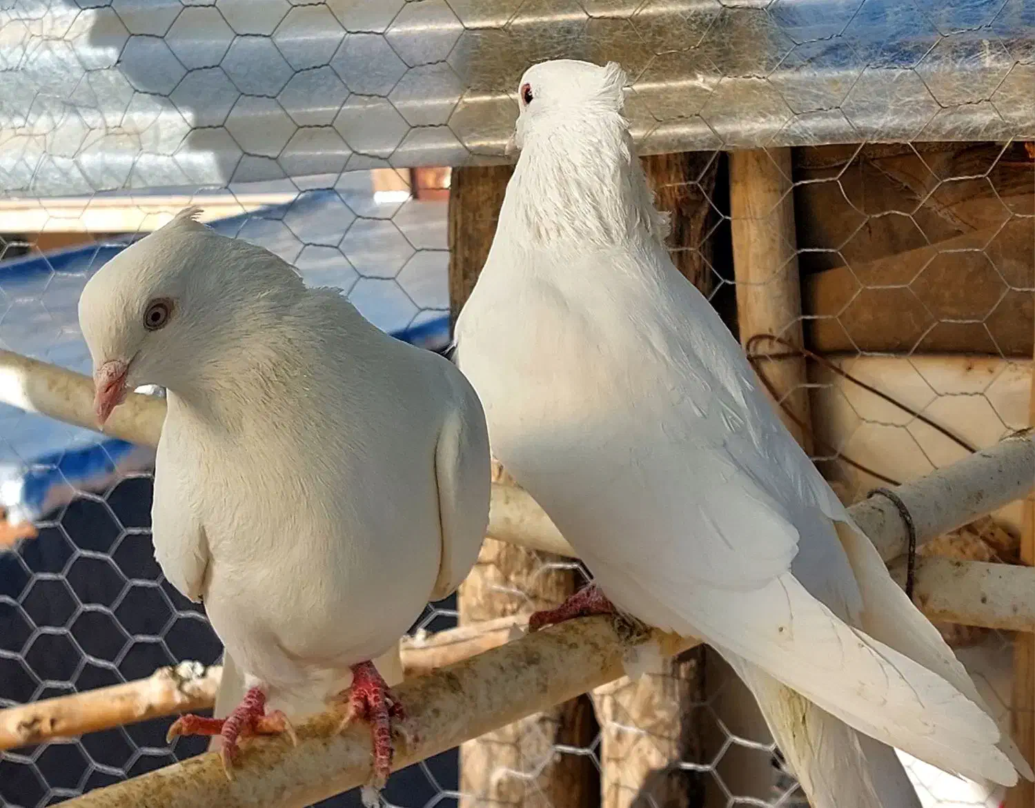 یک جفت کبوتر نروماده|پرنده|ابهر, |دیوار