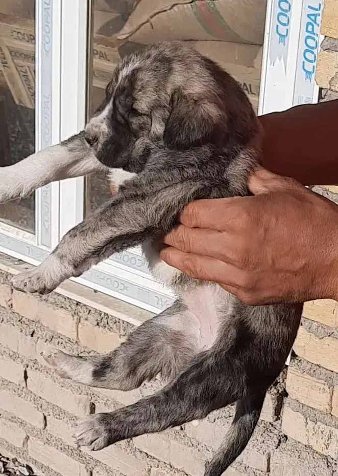 سگ،توله افغان ماده|سگ|کرمانشاه, |دیوار