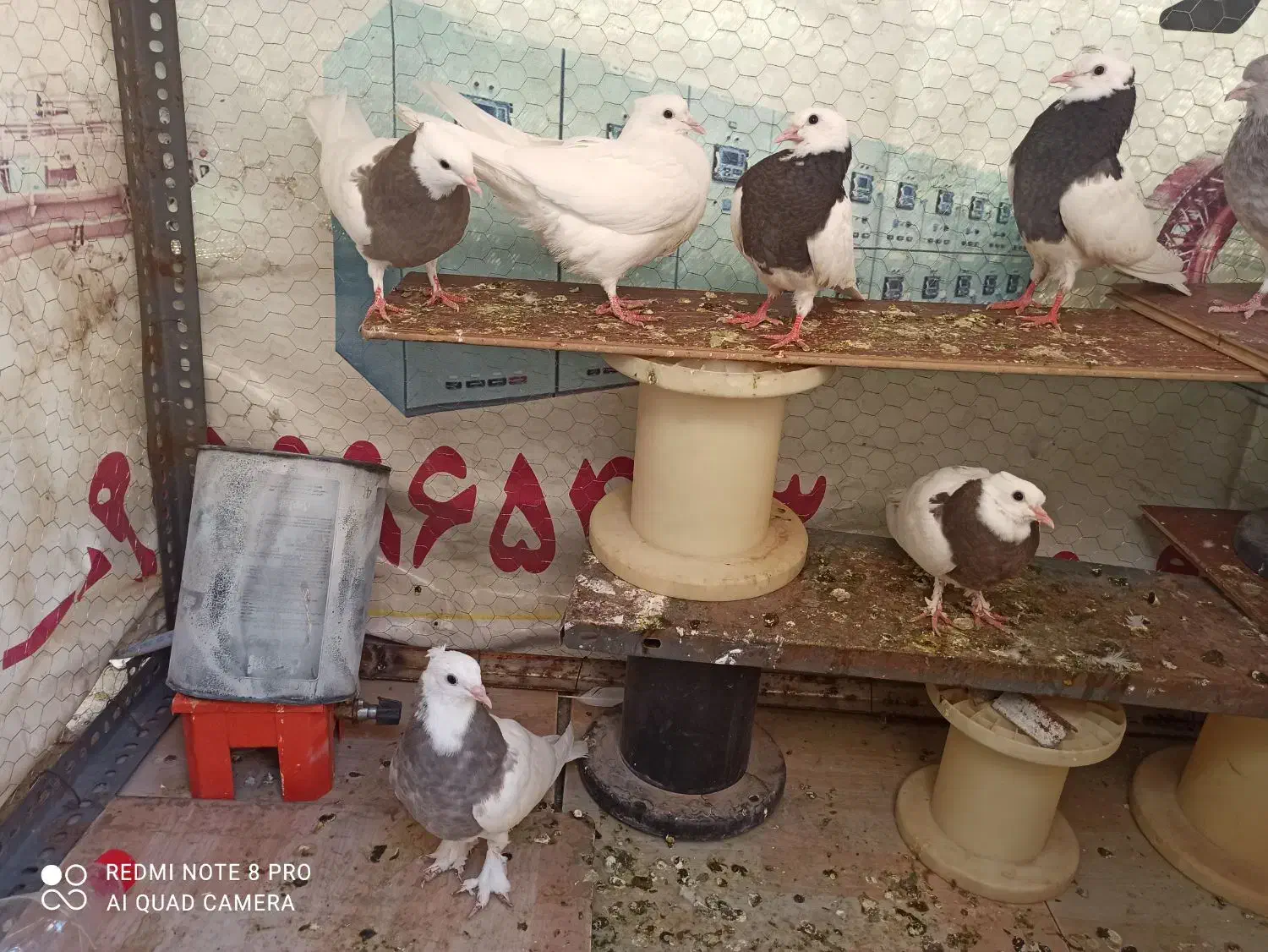 طوقی|پرنده|چناران, |دیوار
