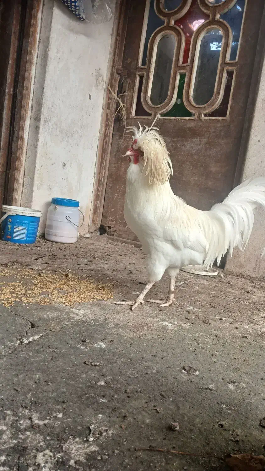 خروس کاکولی تاج دار|حیوانات مزرعه|لاهیجان, آهندان|دیوار