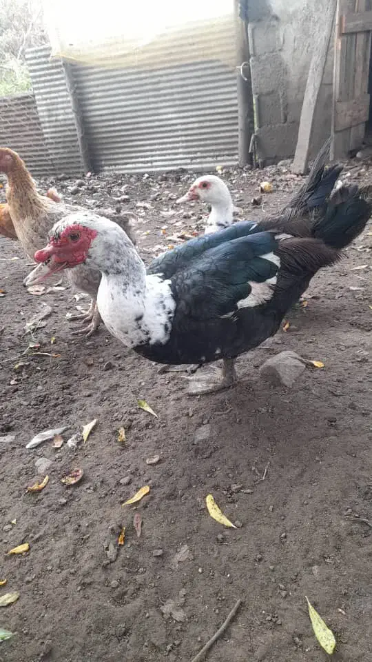 حیوانات محلی|حیوانات مزرعه|رضوانشهر, |دیوار