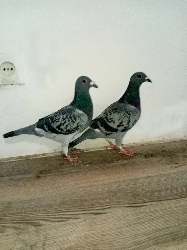 یک جفت کبوتر پلاکی مسافت بلند با ظمانت|پرنده|مشهد, نوید|دیوار