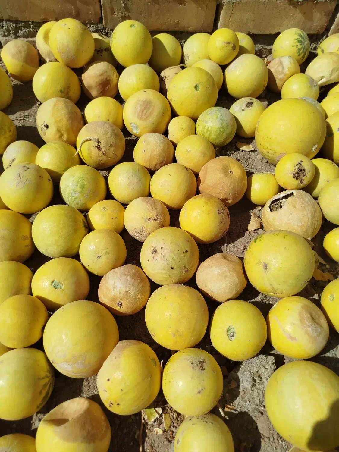 ابوجهل خنظل کَبَست خربزهٔ روباه کدوی تلخ خزَرَه|خوردنی و آشامیدنی|سرداران, |دیوار