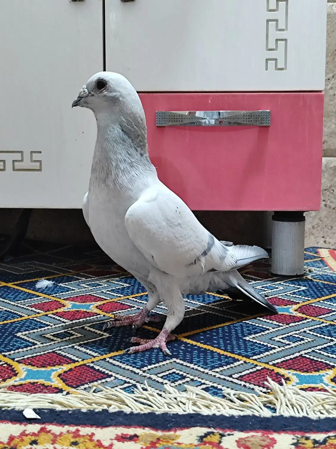 سرگرمی و فراغت|پرنده|زرین دشت (فارس), |دیوار