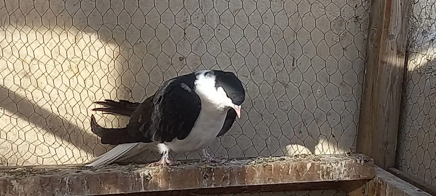 پرنده|پرنده|اصفهان, زهران|دیوار